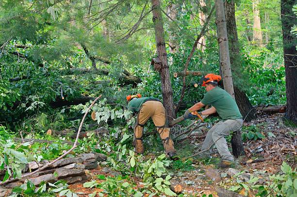 Best Local Tree Services  in Tukwila, WA